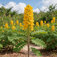 Candle Bush with bright yellow flower clusters