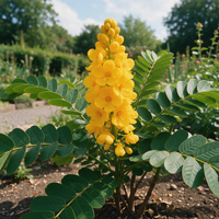 Senna alata Candle Bush ornamental flowering plant