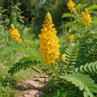 Candle Bush Senna alata Ornamental Plant Seeds
