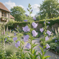 Canterbury Bells Campanula medium flowering garden plant