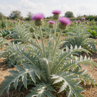 Cardoon Seeds – Cynara cardunculus Vegetable Plant for Garden Growing