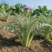 Cynara cardunculus Cardoon with large silvery-green foliage