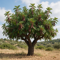 Ceratonia siliqua Carob evergreen tree