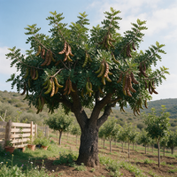 Ceratonia siliqua Carob Garden Seeds