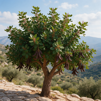 Carob Ceratonia siliqua evergreen tree