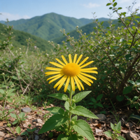 Carpesium macrocephalum flowering plant for garden cultivation
