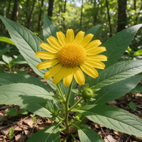 Da-hua-jin-wa-er Carpesium macrocephalum flower head