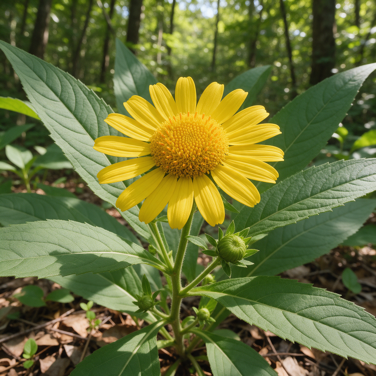 Carpesium macrocephalum ,Da-hua-jin-wa-er Herbaceous Flower seeds