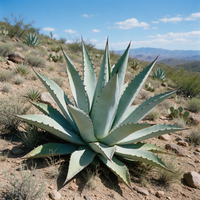 Agave americana Century Plant seeds for garden growing