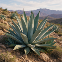 American Century Plant (Agave americana) garden plant seeds