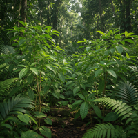 Chacruna plant Psychotria viridis botanical species for tropical plant collections