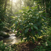 Psychotria viridis Chacruna tropical shrub with broad green foliage