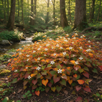 Chameleon Plant Houttuynia cordata flower seeds