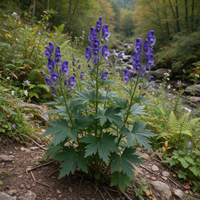 Aconitum carmichaeli Chinese Aconite seeds for garden growing