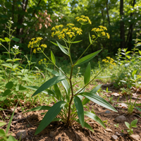 Chinese Bupleurum (Bupleurum chinense) plant seeds