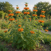 Leonotis nepetifolia Cordao Klip Dagga garden seeds for ornamental planting