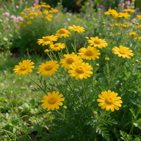 Anthemis tinctoria Dyer's Chamomile garden flowers