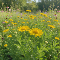 Dyer's Chamomile garden flowers and foliage