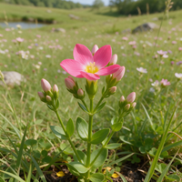 European Centaury Centaurium erythraea flowering plant