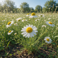 Matricaria recutita German Chamomile Flowering Herb Seeds for Garden Planting