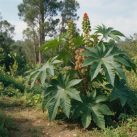 Giant Castor ornamental plant with large palmate leaves