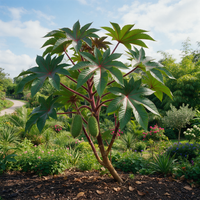 Giant Castor Ricinus communis zanzibariensis plant