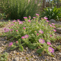 Mesembryanthemum crystallinum Ice Plant botanical seeds for garden planting.