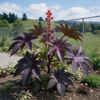 New Zealand Purple Castor Bean Ricinus communis Seeds