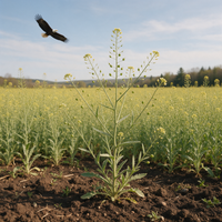 Organic Camelina Camelina sativa Plant Seeds