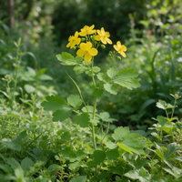 Chelidonium majus Greater Celandine organic plant seeds