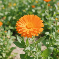 Orange Calendula daisy-like blooms in an ornamental flower bed