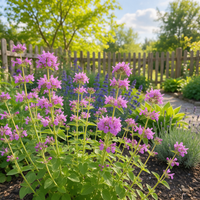 Clinopodium grandiflorum Showy Calamint with tubular flowers