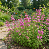 Showy Calamint Clinopodium grandiflorum flowering garden plant
