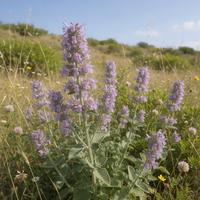 Tuberous Catmint Nepeta tuberosa Flower Seeds
