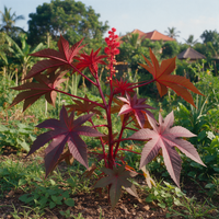 Ricinus communis sanguineus Zanzibar Red Castor foliage