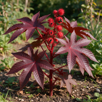 Castor Zanzibar Red Ricinus communis sanguineus seeds