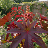 Zanzibar Red Castor ornamental plant Ricinus communis sanguineus