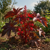 Castor Zanzibar Red Ricinus communis sanguineus garden seeds