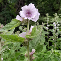 Marshmallow herb plant for perennial borders, botanical gardens, and home herb-growing spaces.