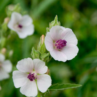 Althaea officinalis Marshmallow perennial herb with textured green foliage and pale flowers.