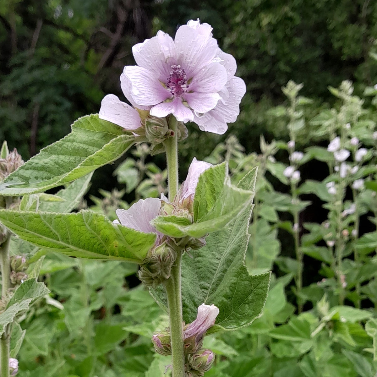 Althaea officinalis Marshmallow perennial herb with soft green foliage and pale pink flowers.