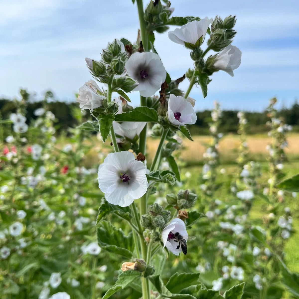 Marshmallow herb garden seeds for planting Althaea officinalis in home gardens.