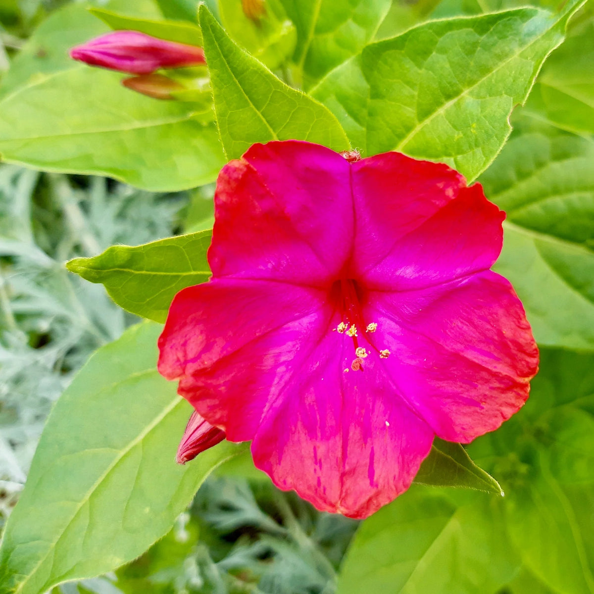 Four O'Clock Flower Seeds,Mirabilis jalapa,Marvel of Peru for Garden Planting