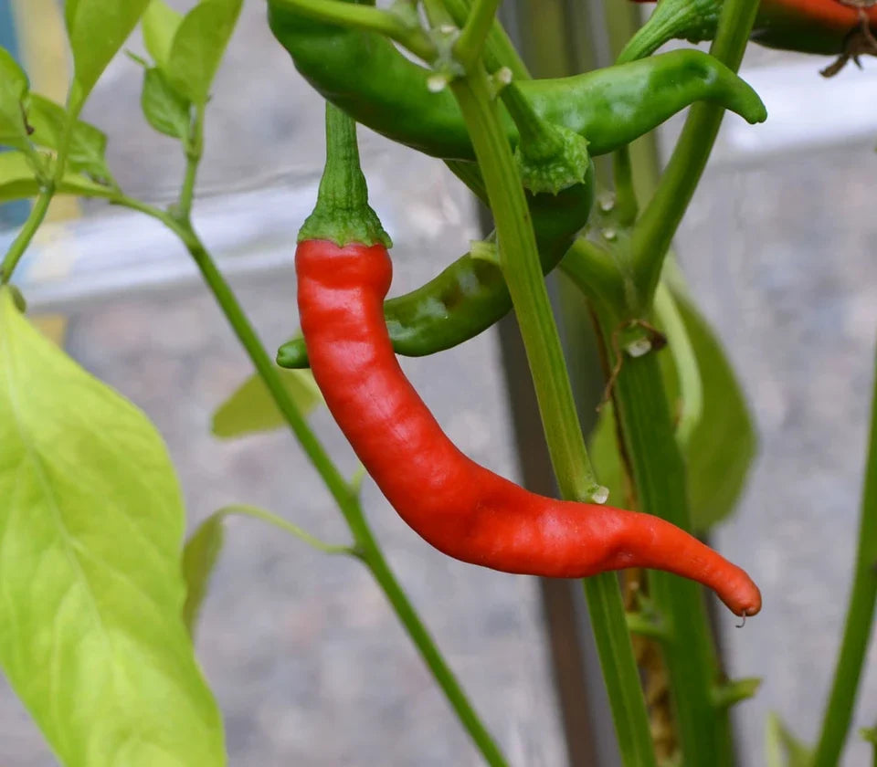 African Cayenne Seeds – Capsicum frutescens Garden Planting Seeds