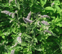 Mentha longifolia Arabian Mint herbal planting seeds for home gardens