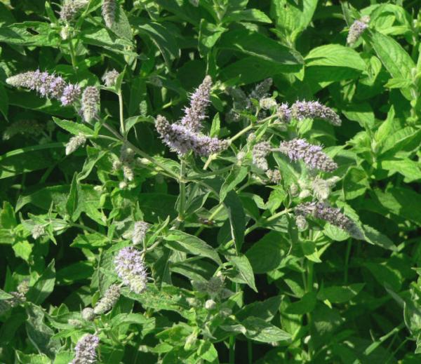 Mentha longifolia Arabian Mint plant seeds for home gardening