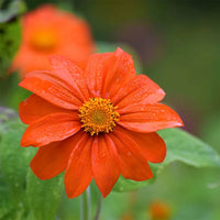 Tithonia rotundifolia Mexican Sunflower with vibrant orange-red flowers and green foliage growing in a sunny pollinator-friendly garden