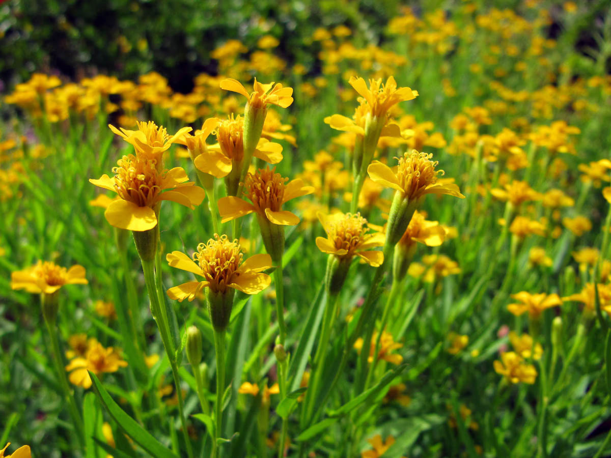Mexican Tarragon herb seeds for container gardening and aromatic plant beds