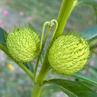 Swan Plant Flower Seeds Asclepias physocarpa for Home Garden Growing and Decorative Planting