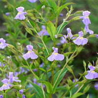 Monkey Flower – Colorful Wildflower Garden Seeds